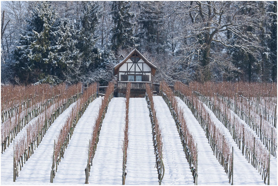 Rebberg im Winterkleid