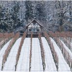 Rebberg im Winterkleid