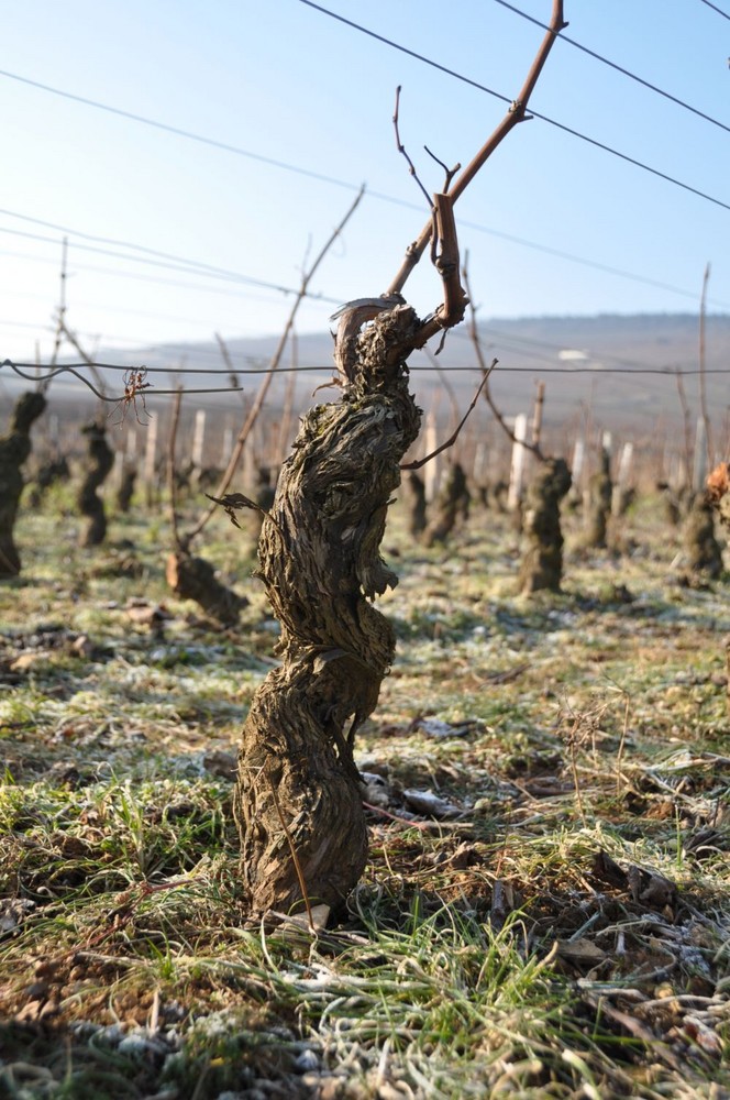 Rebberg in der Bourgogne