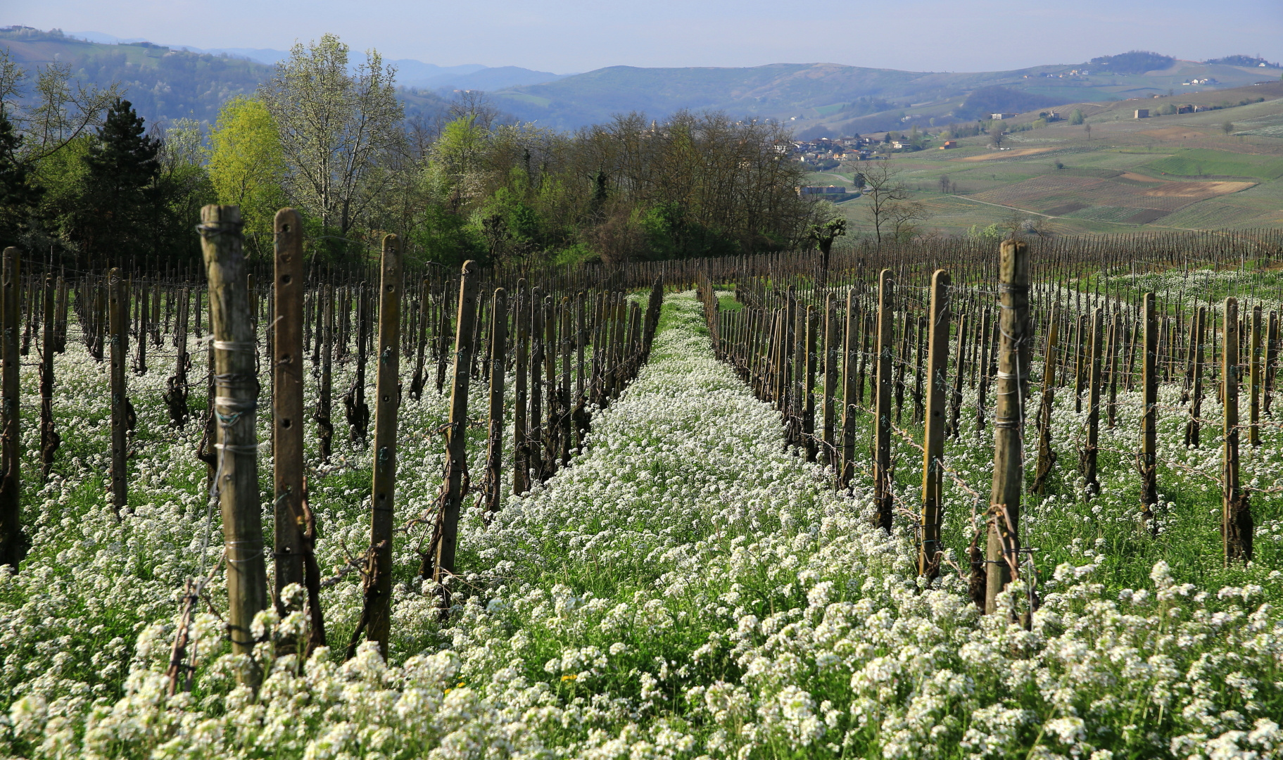 Rebberg in der Lombardei im Frühling