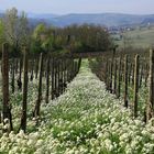Rebberg in der Lombardei im Frühling
