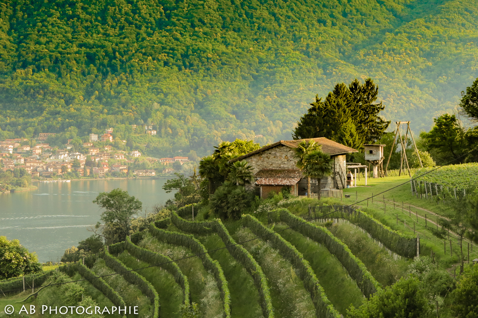 Rebberg Tessin