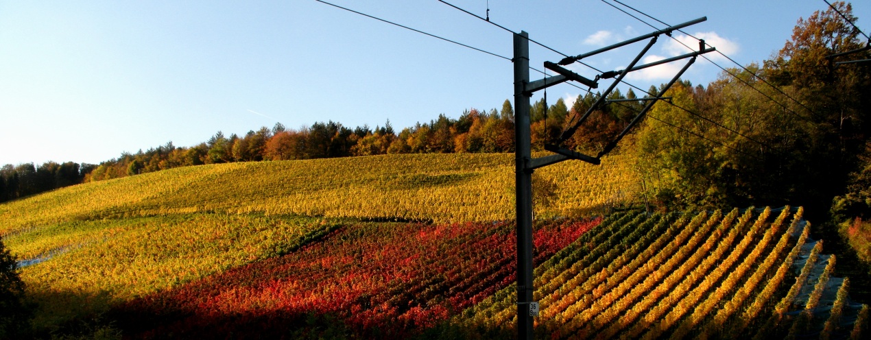 Rebberg Villnachern