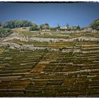 Rebberge am Genfersee - Vineyards on lake Geneva