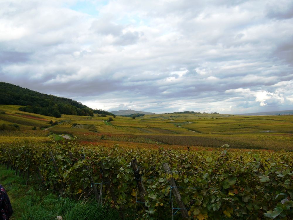 Rebberge bei Kaysersberg ( Elsass)