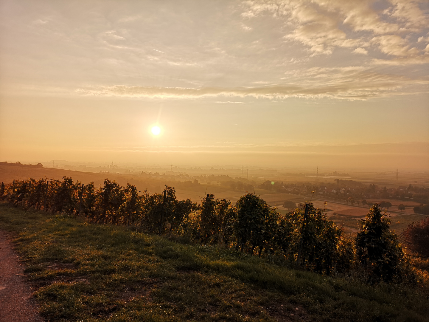 Rebberge im Süden