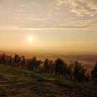 Rebberge im Süden