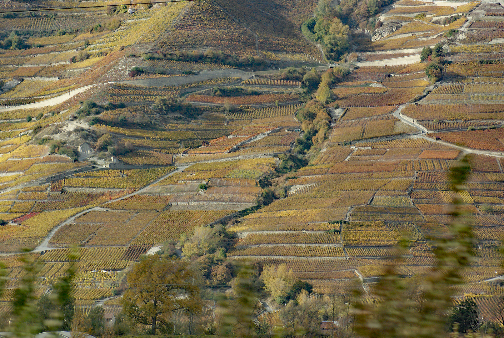 Rebberge in  der Schweiz