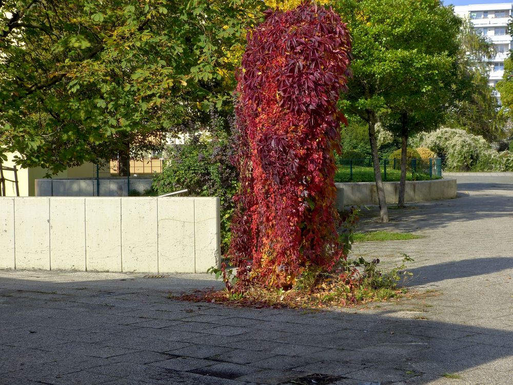 Rebe im Herbstgewand