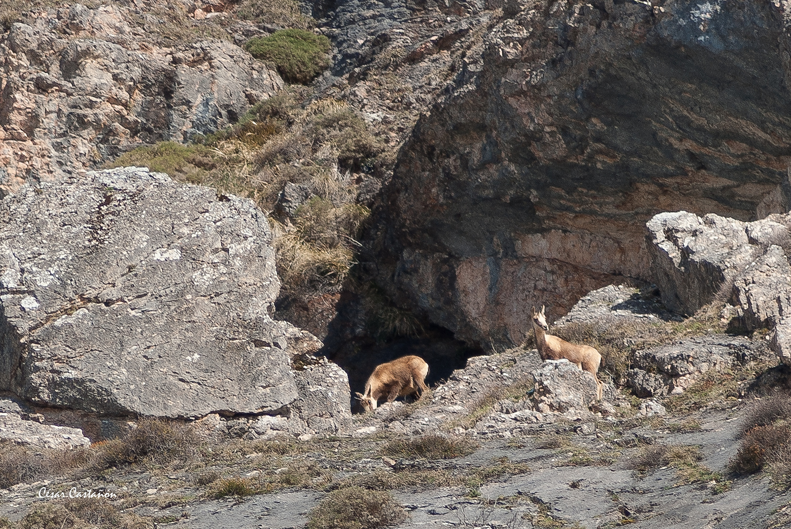 Rebecos en Somiedo, Asturias