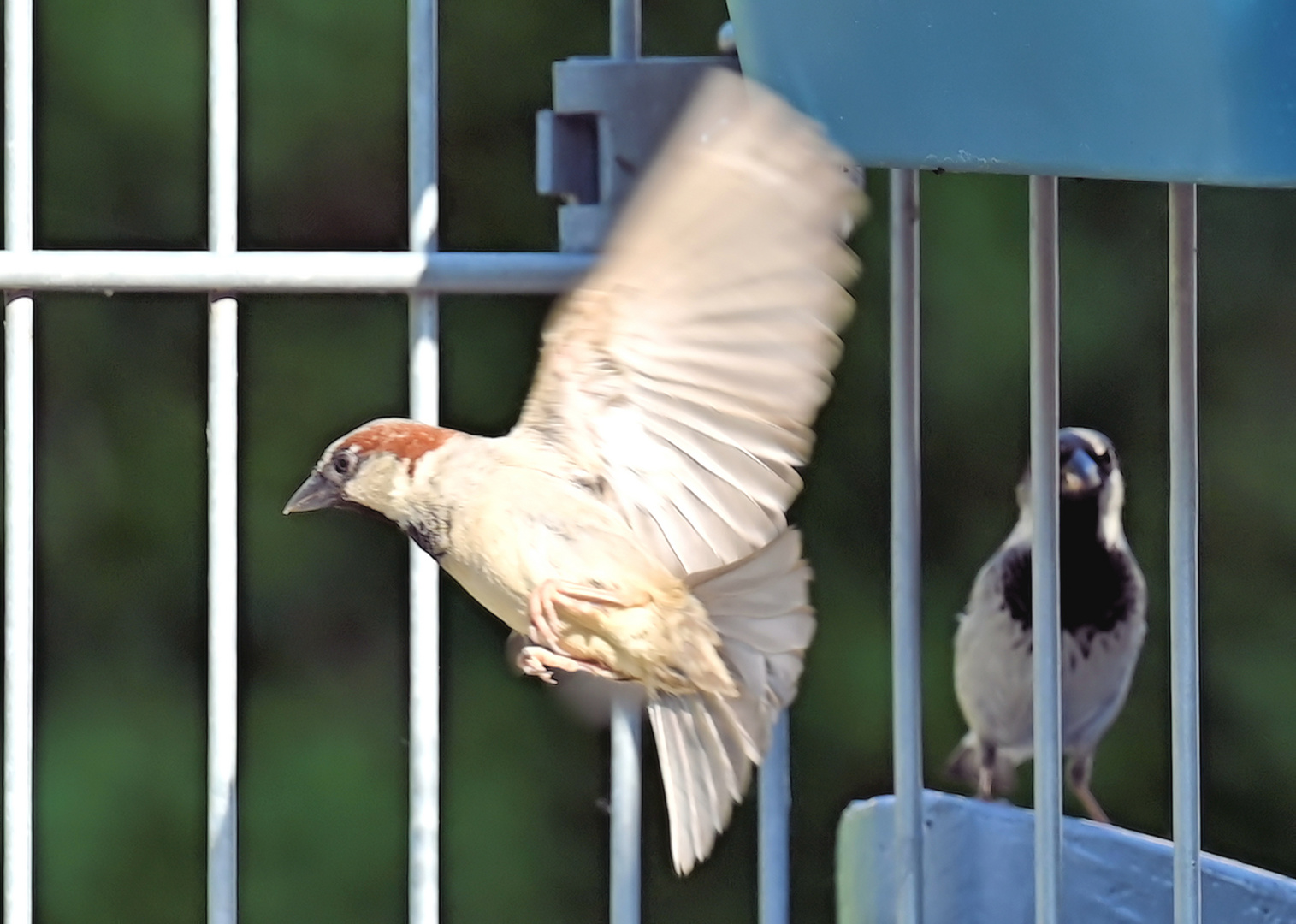 Rebellion der Singvögel