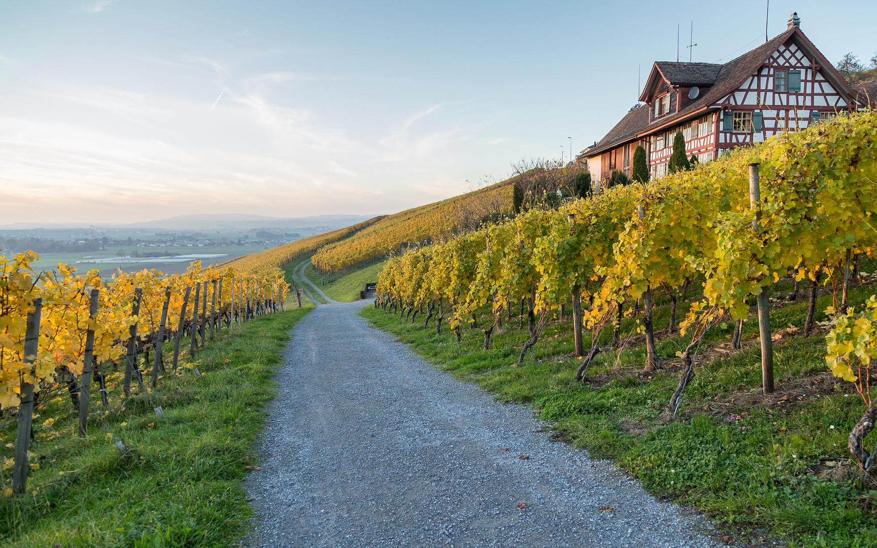 Reben am Ottenberg Foto & Bild | europe, schweiz & liechtenstein, kt ...