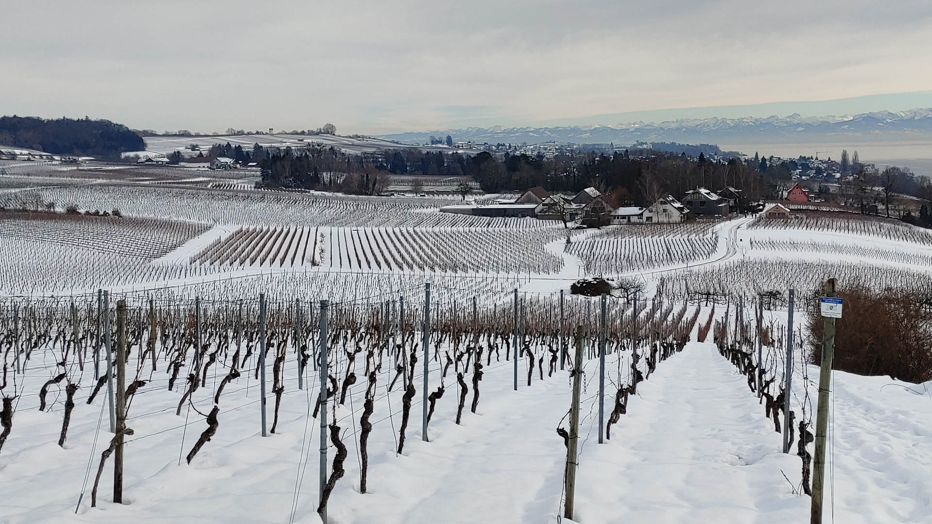 Reben bei Hagnau am Bodensee