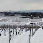 Reben bei Hagnau am Bodensee