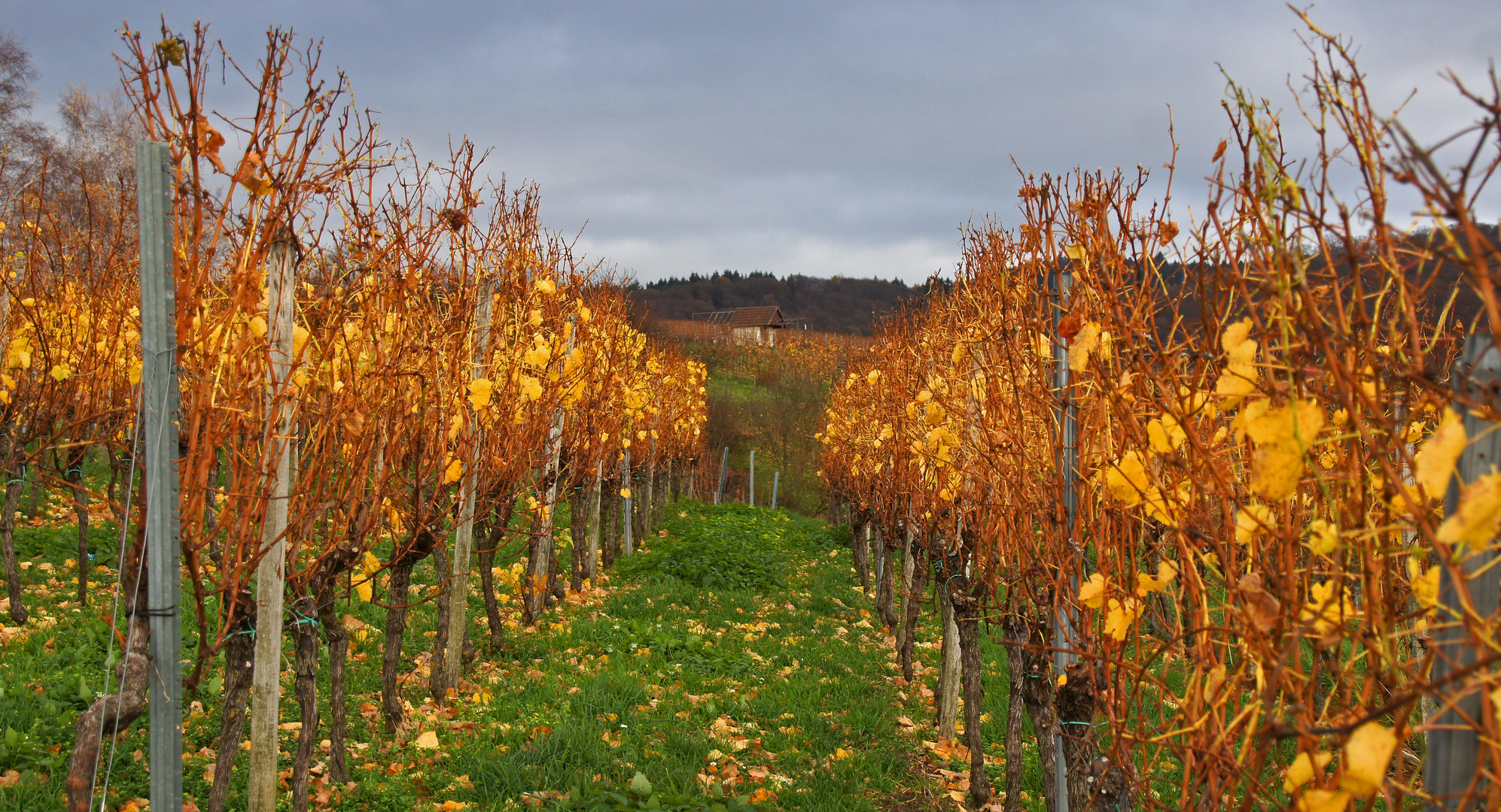 Reben im Herbst