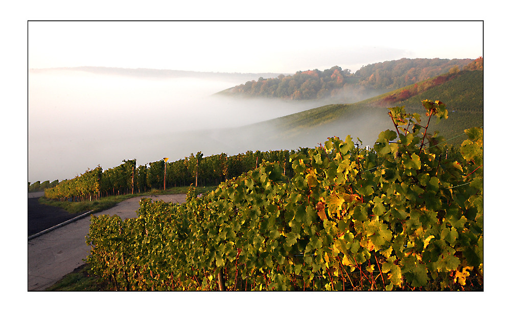 Reben im Nebel