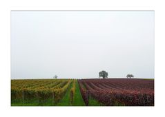 Reben im Nebel