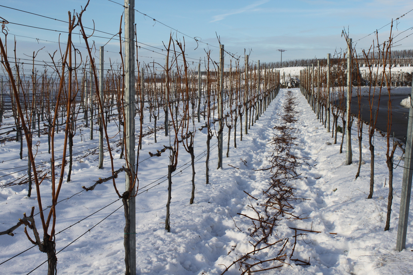 Reben im Schnee