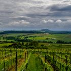 Reben im Schwarzwald