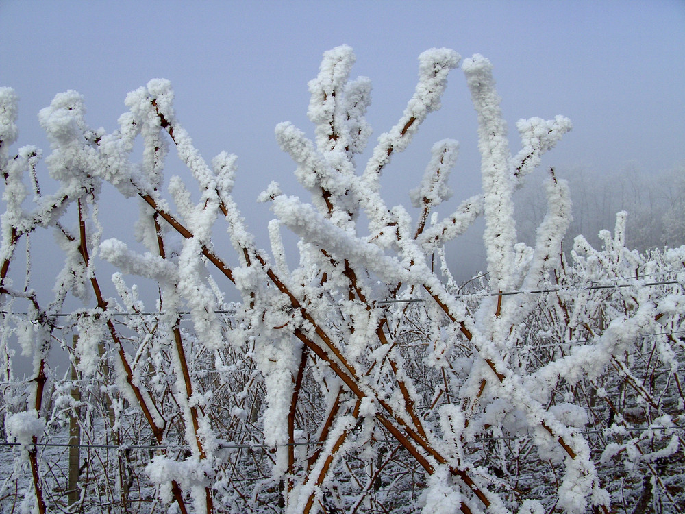 Reben im Winter