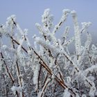 Reben im Winter