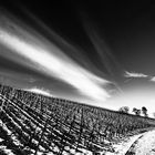 Reben im winterlichen Kaiserstuhl