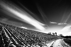 Reben im winterlichen Kaiserstuhl