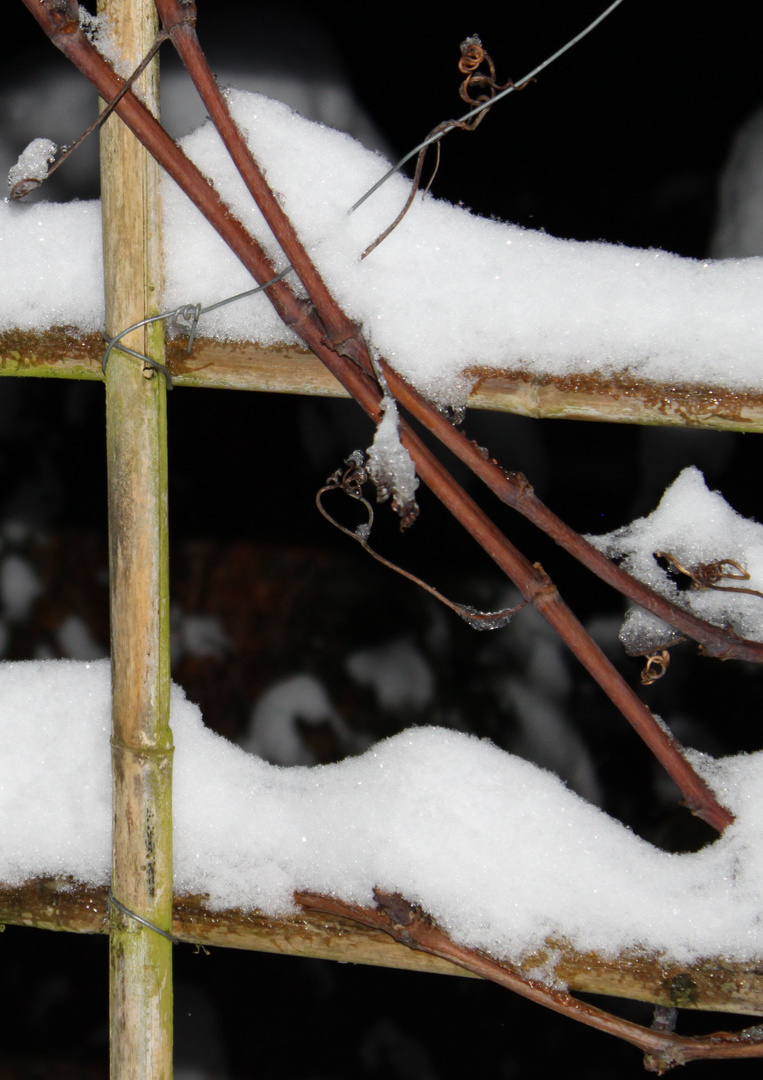 Reben im Winterschlaf