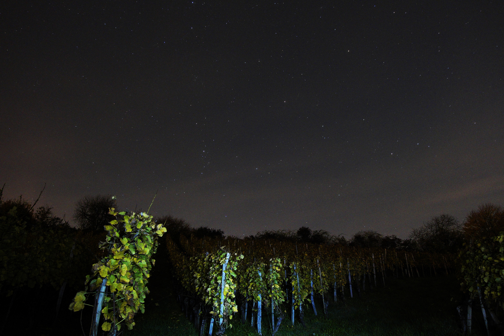 Reben in der Nacht