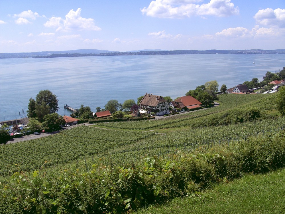 Reben - Sonne - Bodensee pur