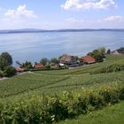 Reben - Sonne - Bodensee pur