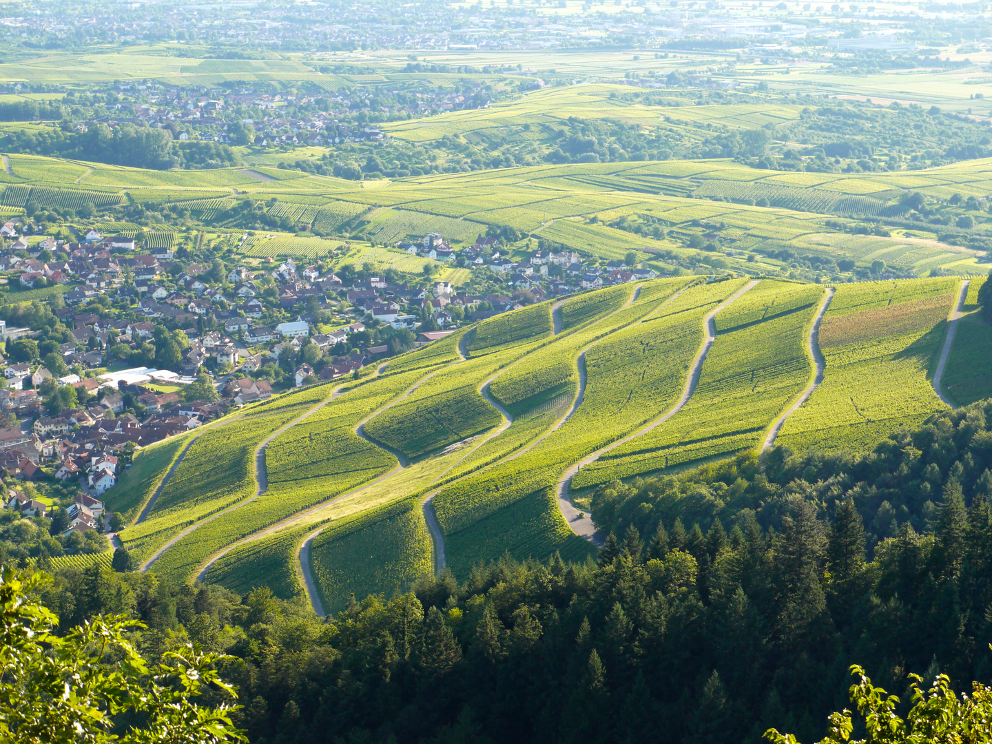 Reben unterhalb der Yburg