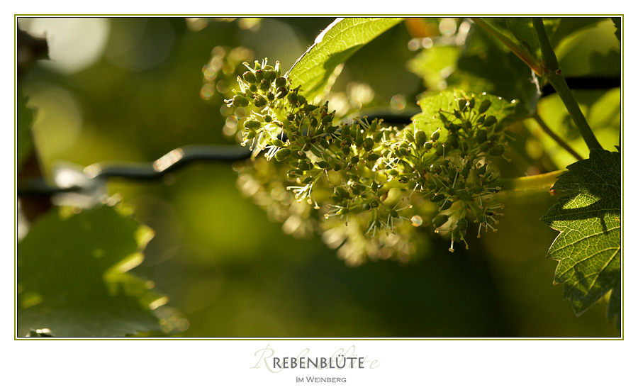 Rebenblüte