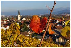 Rebenherbst