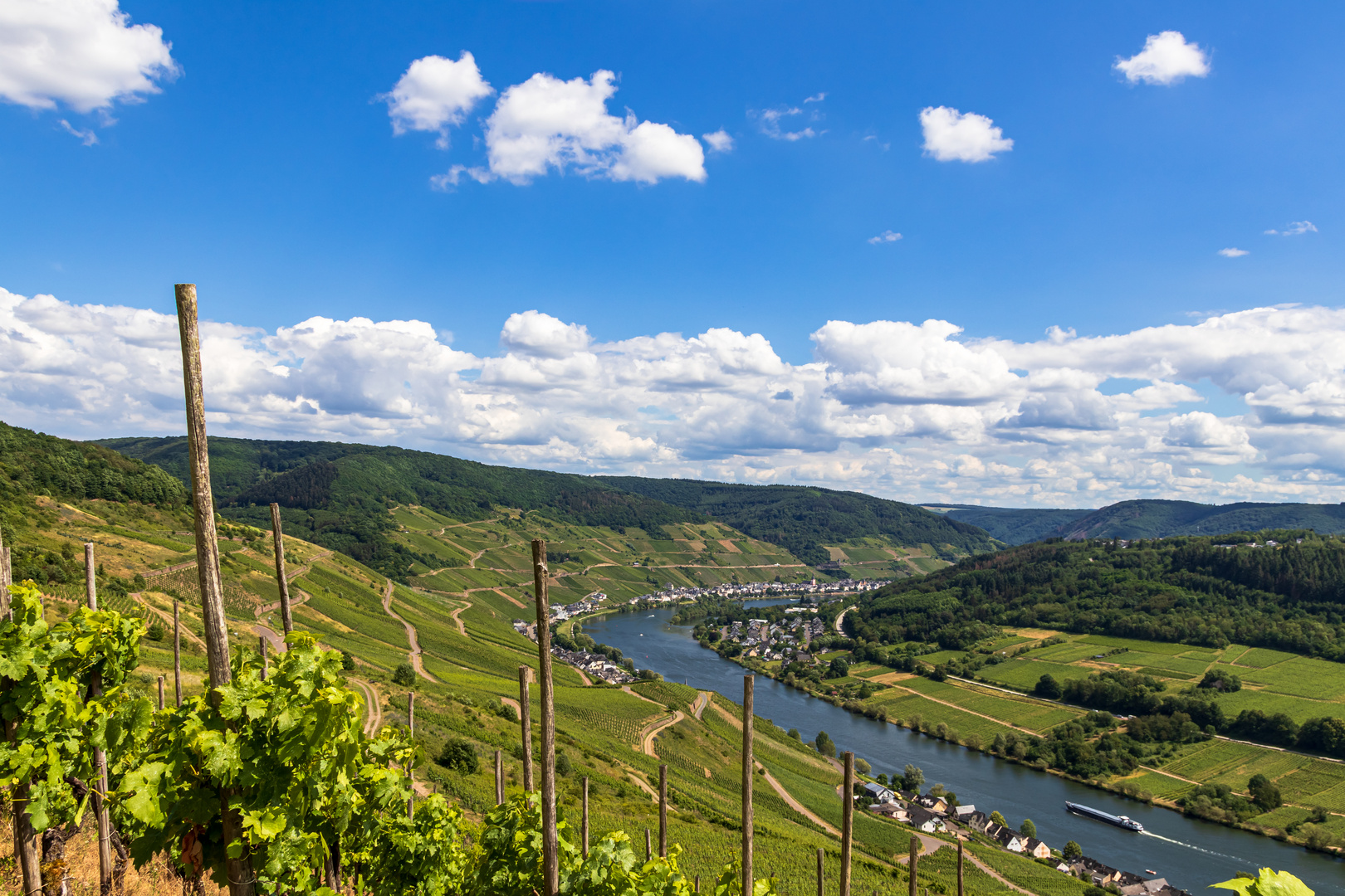 Rebenlandschaft im Moseltal