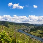 Rebenlandschaft im Moseltal