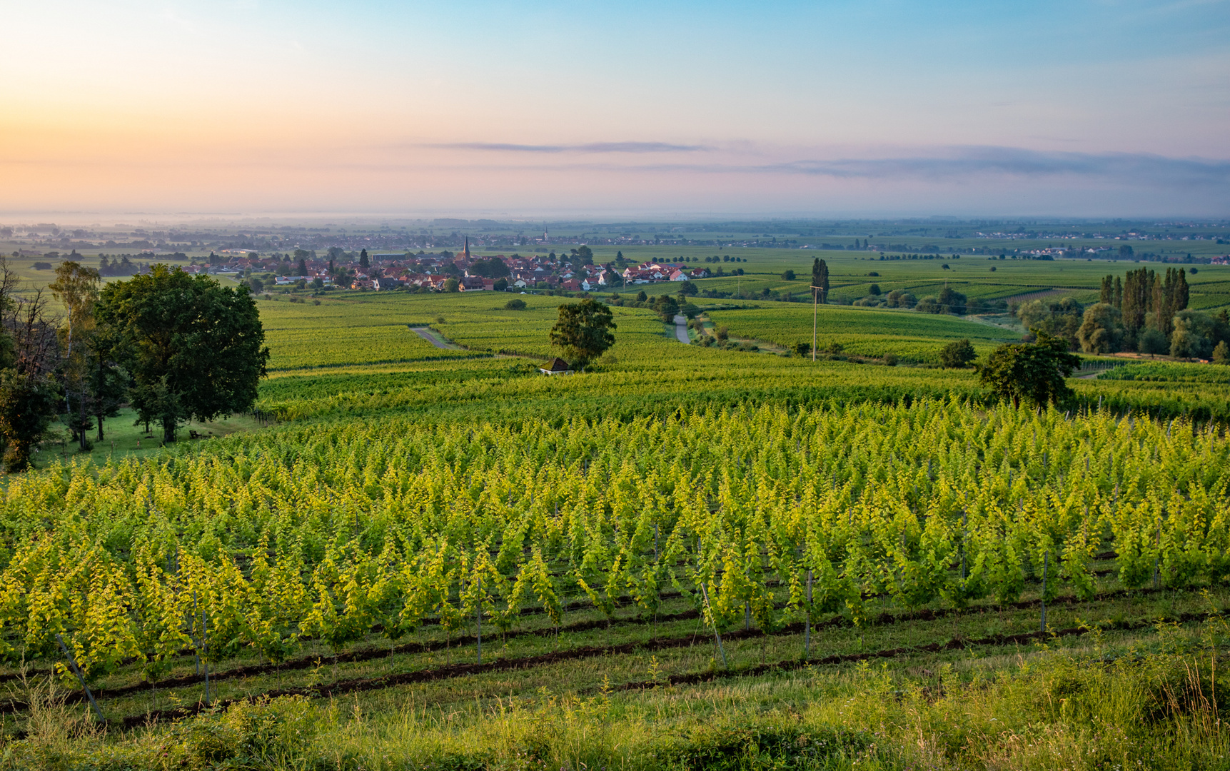 Rebenmeer im Morgenlicht