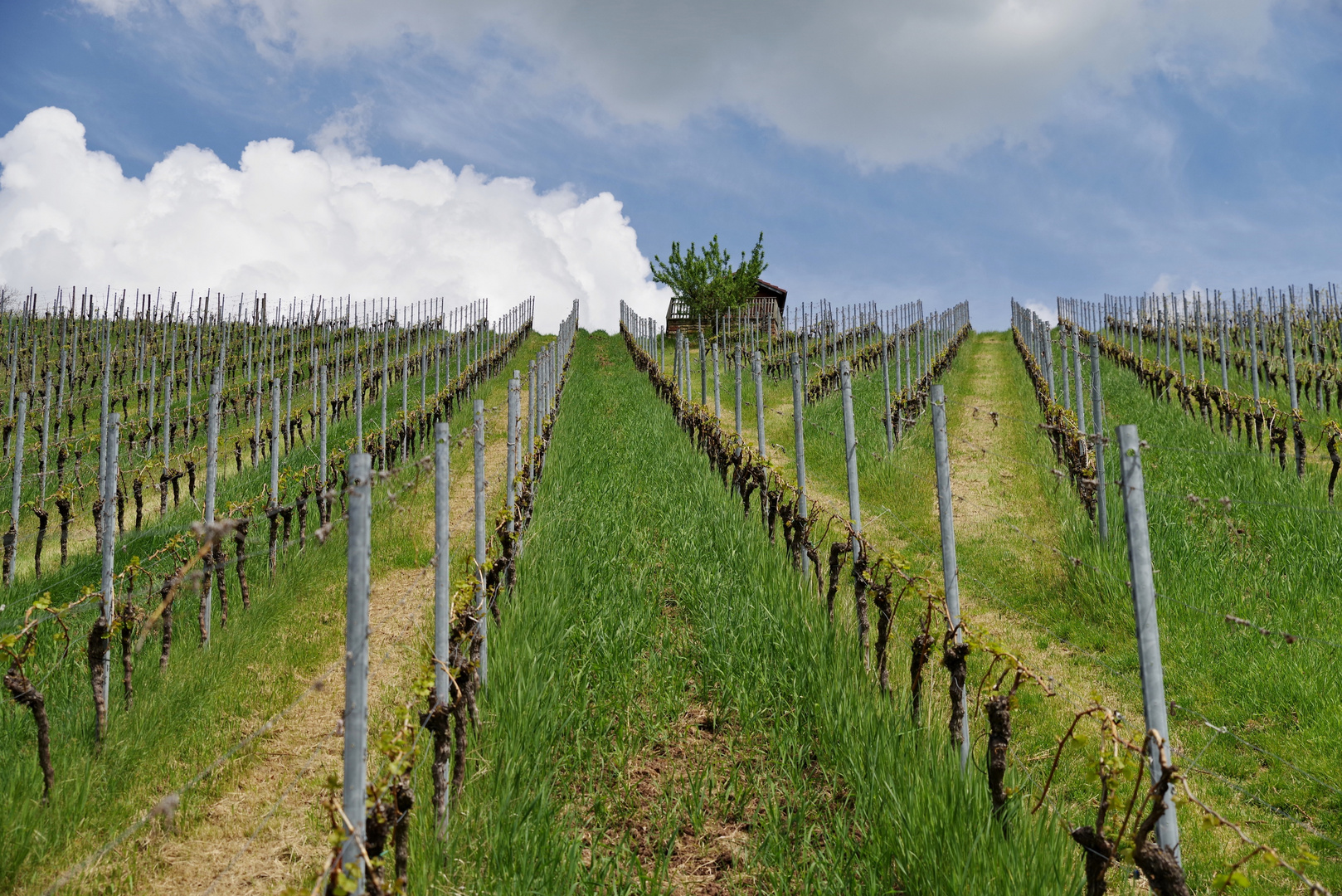 Rebenreihen im Frühling