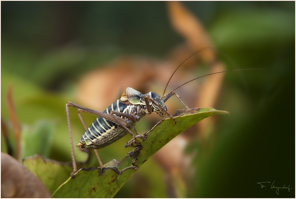 Rebensattelschrecke (Ephippiger ephippiger)