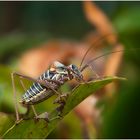 Rebensattelschrecke (Ephippiger ephippiger)