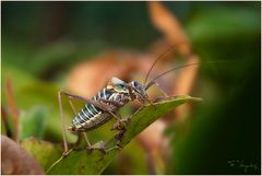 Rebensattelschrecke (Ephippiger ephippiger)