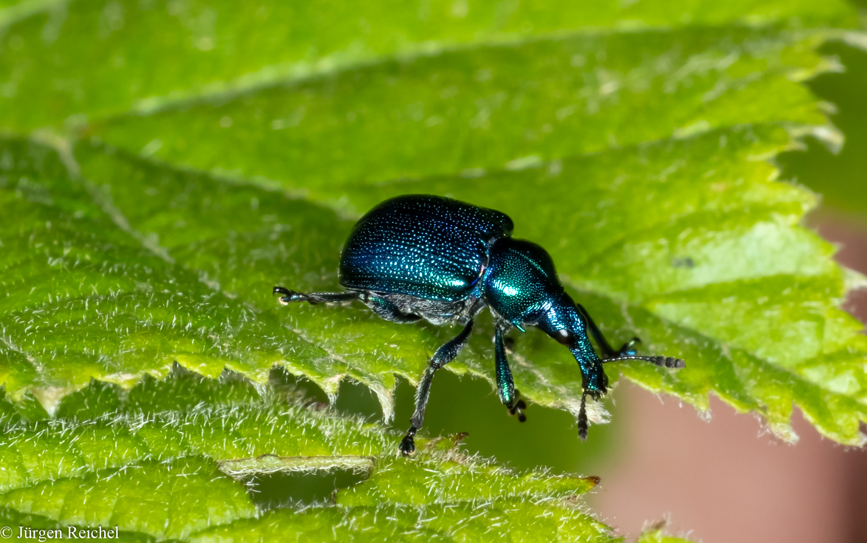 Rebenstecher (Byctiscus betulae )