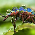 Rebenstecher nach dem Regen