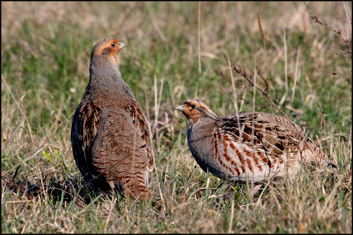 Rebhühner Foto & Bild | tiere, wildlife, wild lebende vögel Bilder auf ...