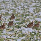 Rebhühner im Schnee