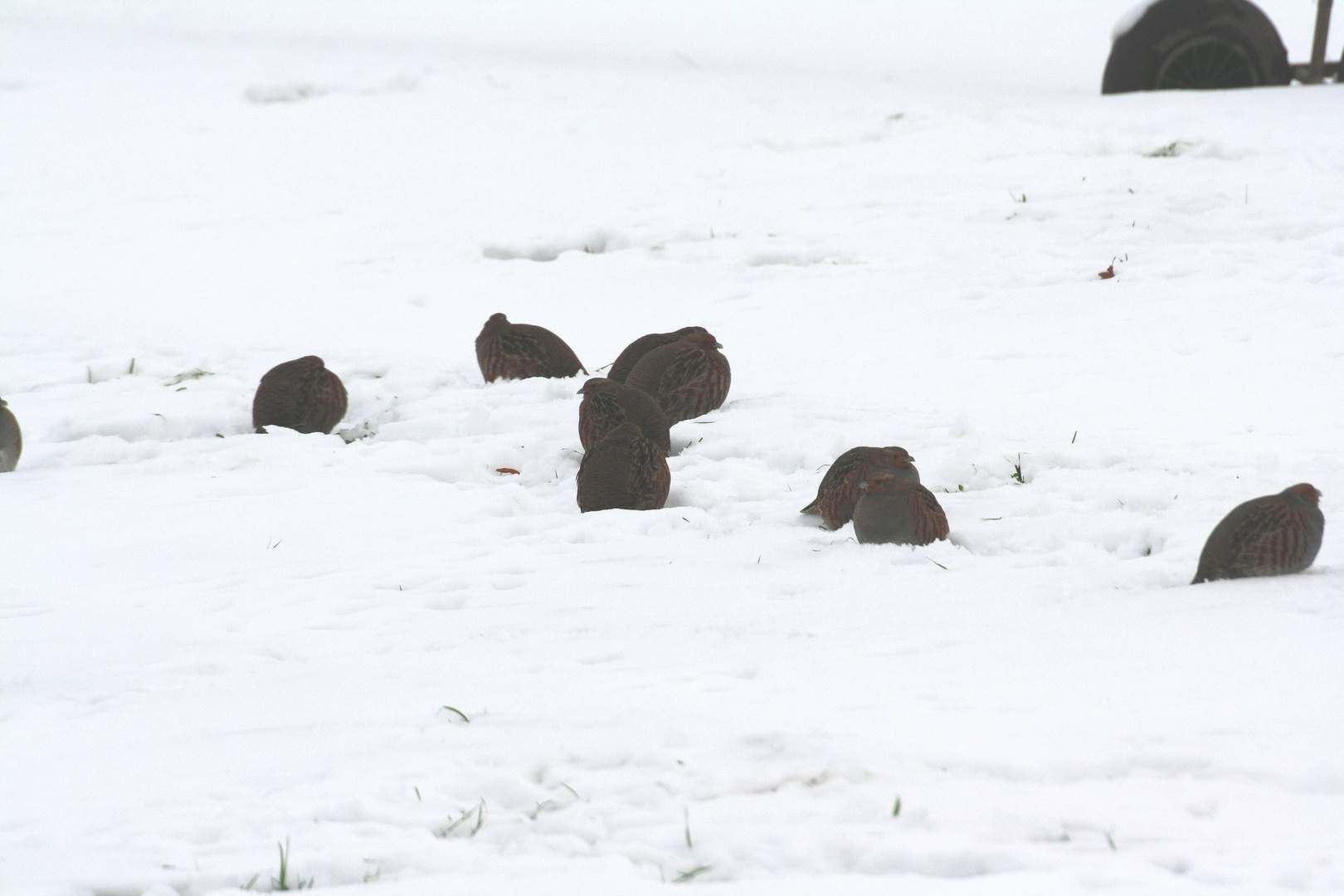 Rebhühner im Schnee 2