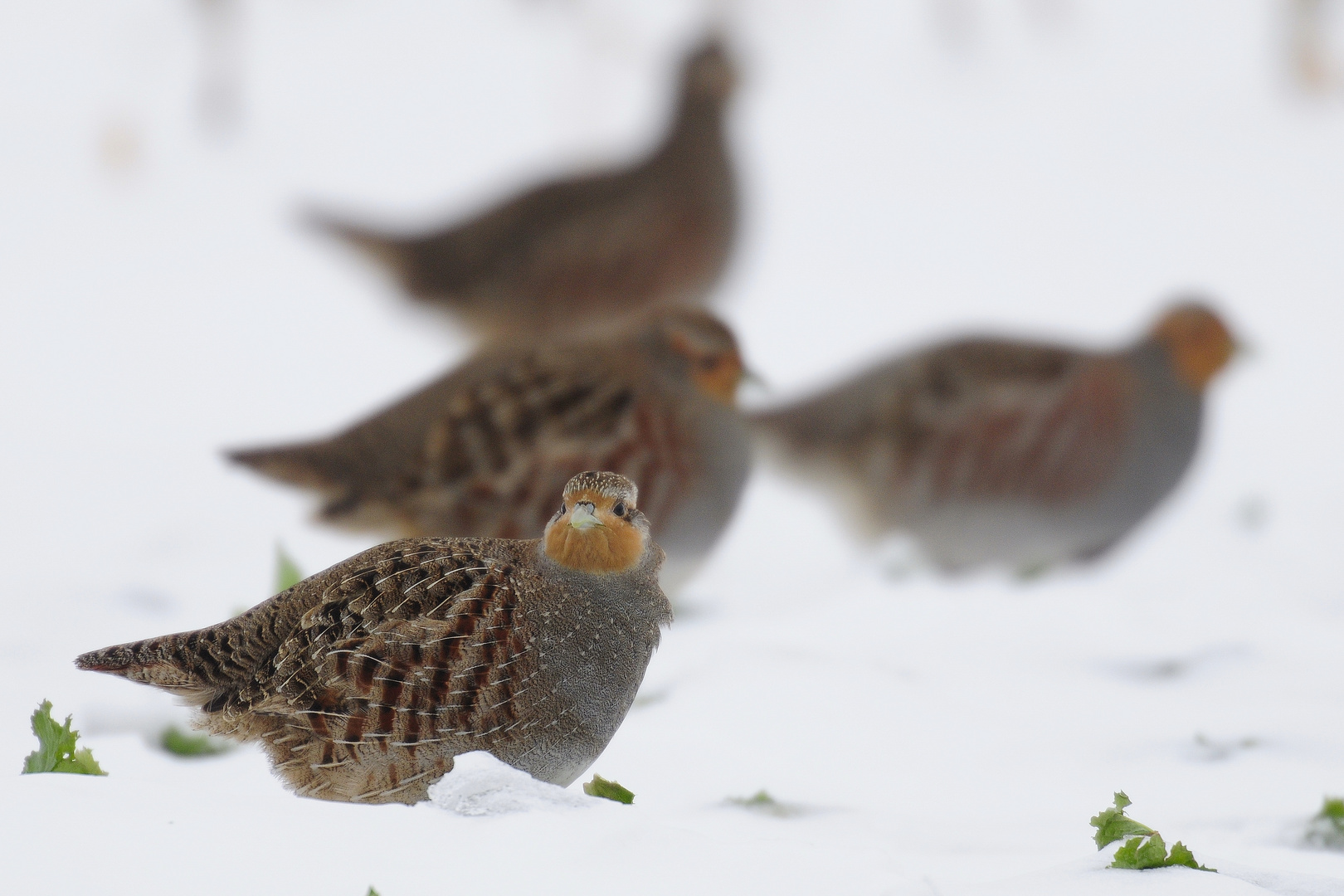 Rebhühner im Schnee