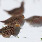 Rebhühner im Schnee