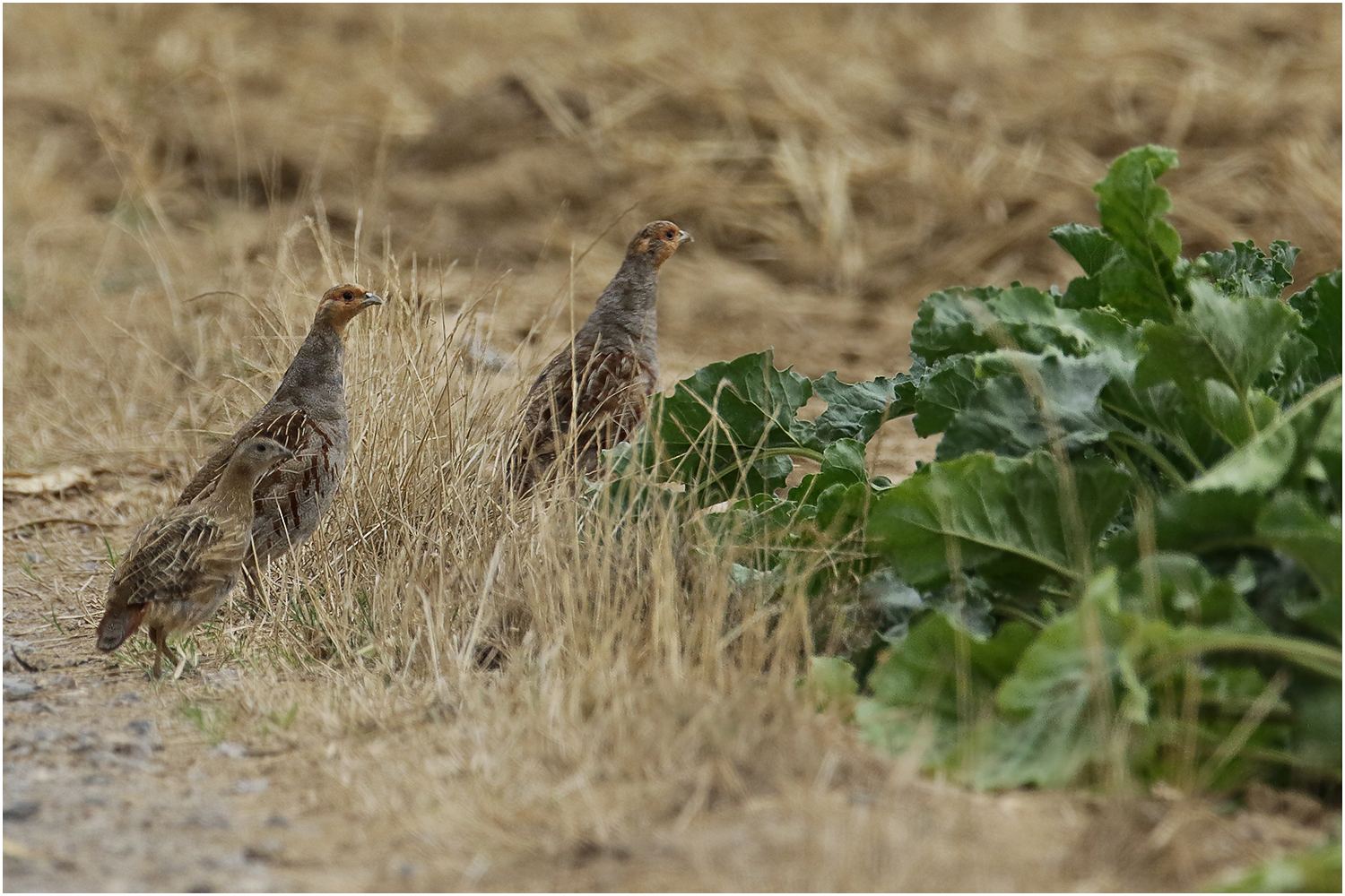 Rebhühner (Perdix perdix)