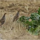 Rebhühner (Perdix perdix)